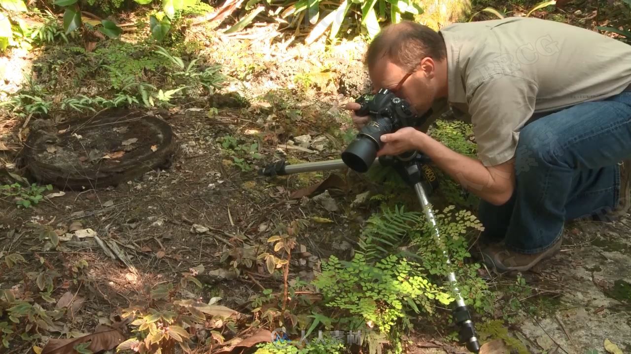 野外自然植物昆虫宏观摄影视频教程