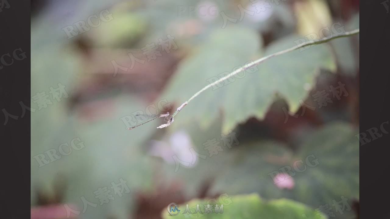 野外自然植物昆虫宏观摄影视频教程