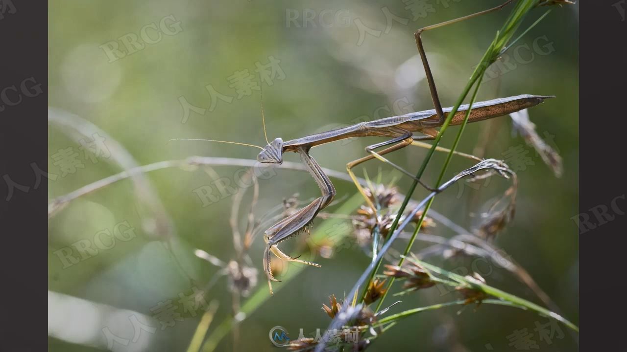 野外自然植物昆虫宏观摄影视频教程