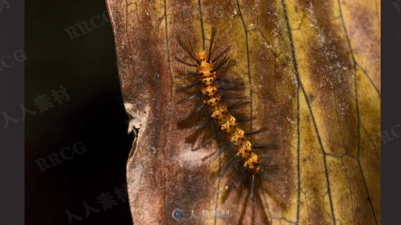 野外自然植物昆虫宏观摄影视频教程