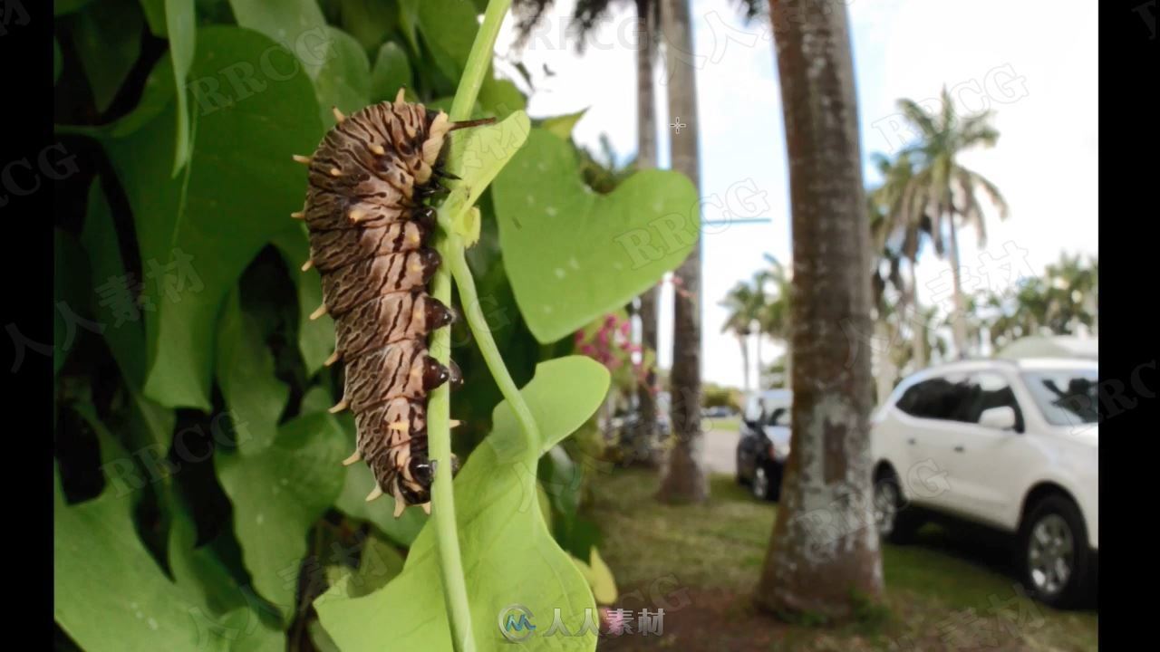 野外自然植物昆虫宏观摄影视频教程