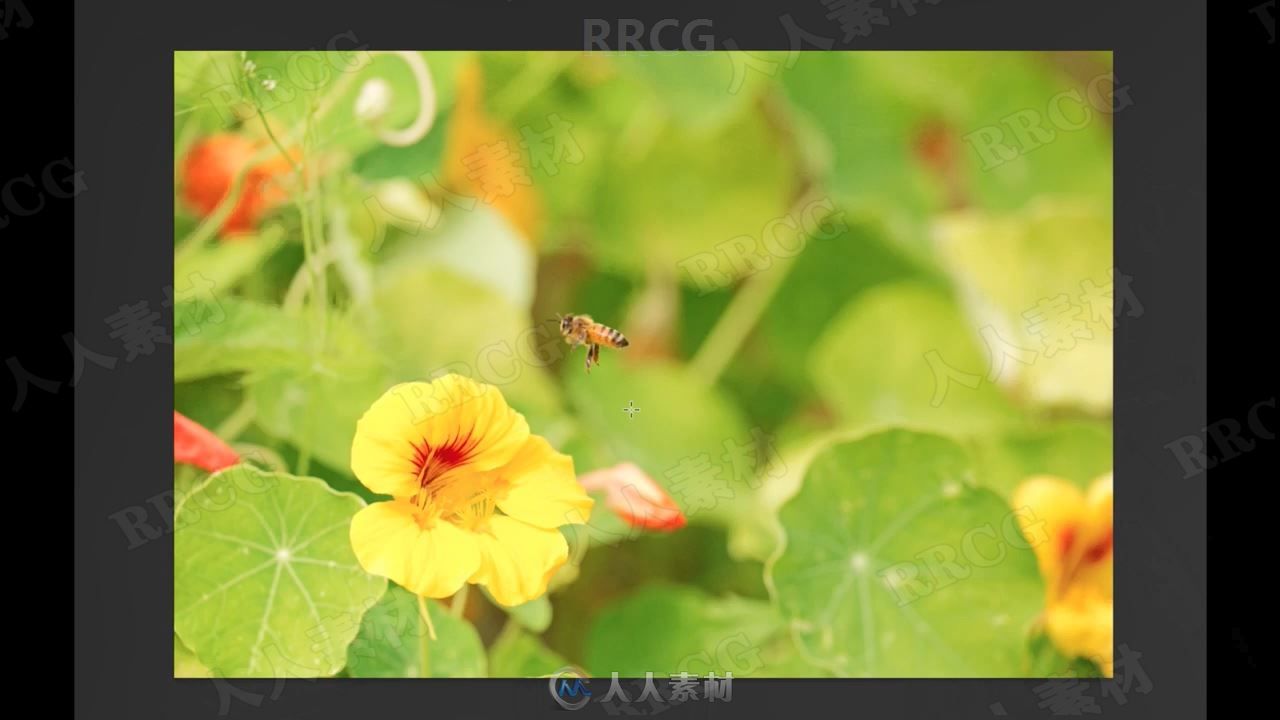 野外自然植物昆虫宏观摄影视频教程