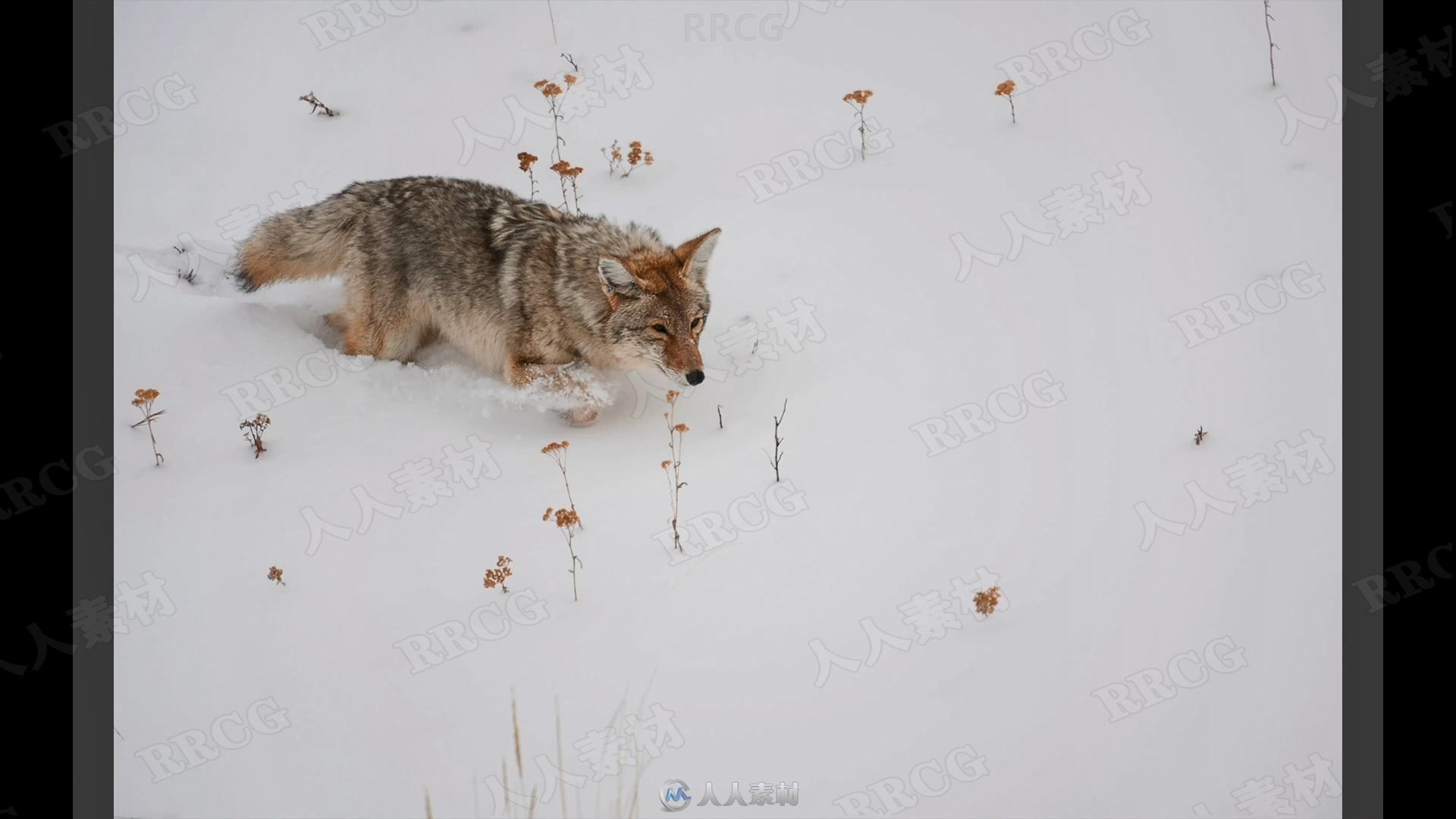 寒冷冬季雪景自然野生动物拍摄讲解视频教程