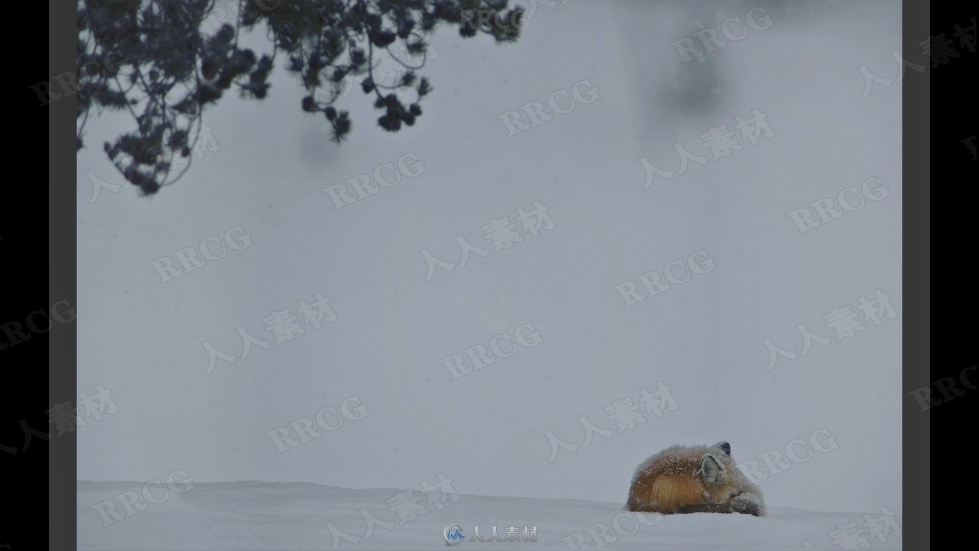 寒冷冬季雪景自然野生动物拍摄讲解视频教程