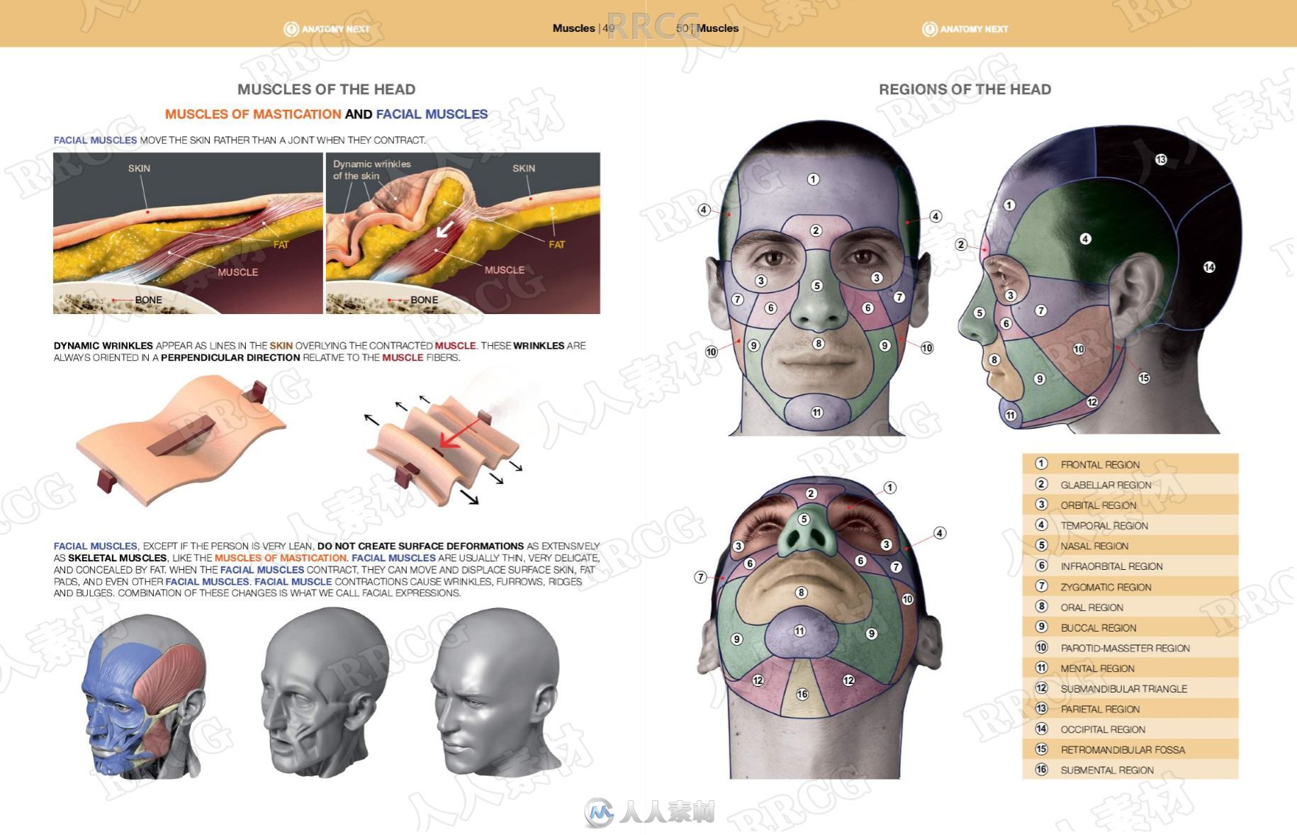 人体面部表情肌肉骨骼解剖学研究书籍