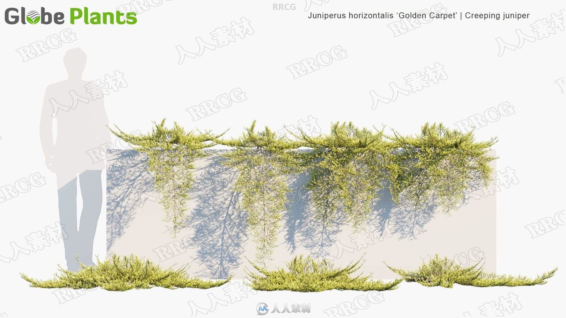 93组高质量雪松杜松水杉等针叶类植物3D模型合集