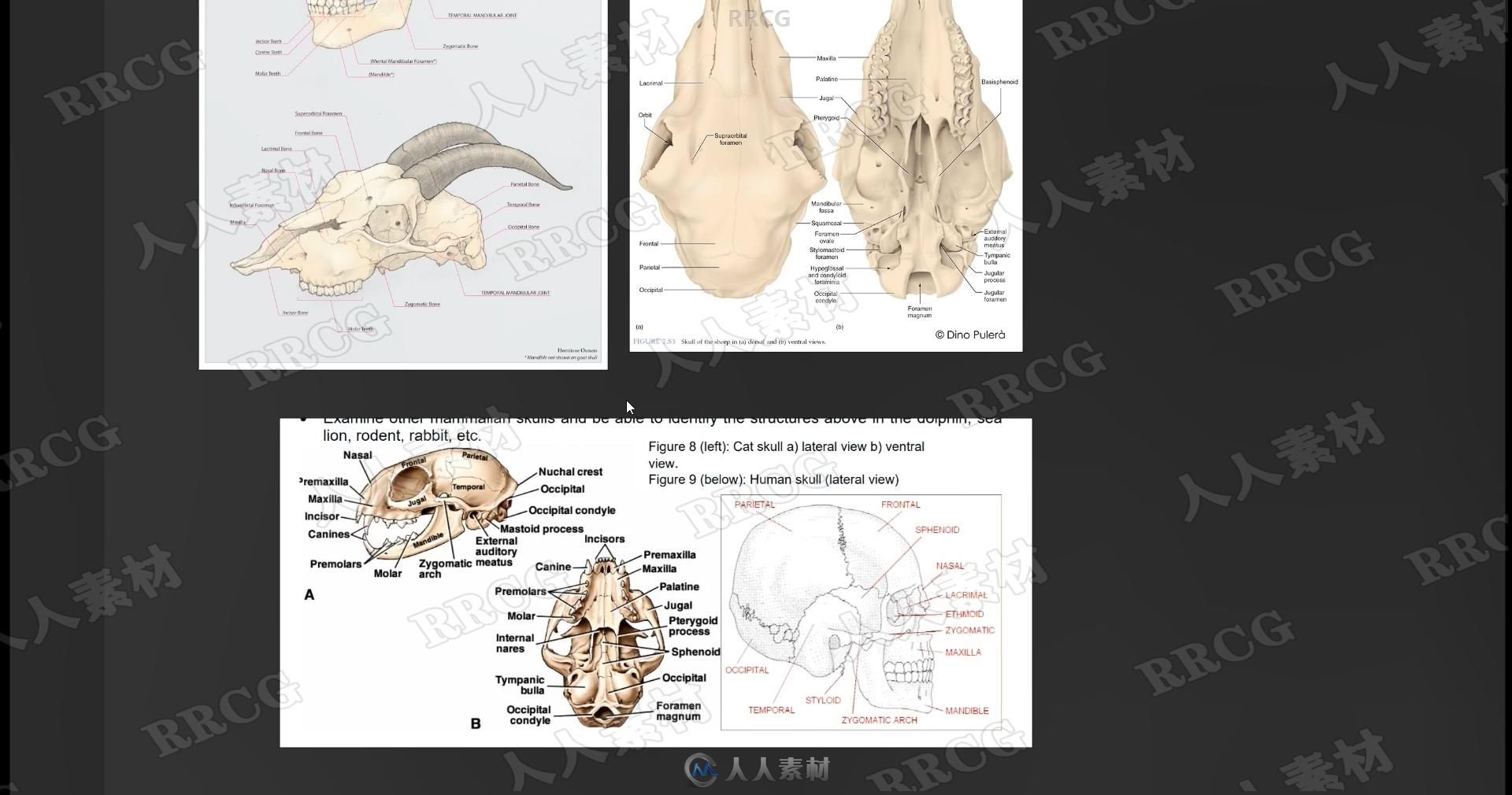 Zbrush奇美拉动物骨架数字雕刻实例训练视频教程