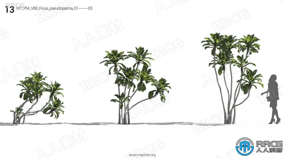 12种高质量各类树木植物3D模型合集