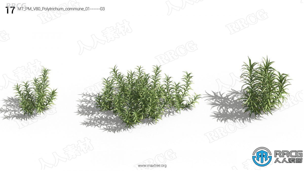 12种高质量各类树木植物3D模型合集