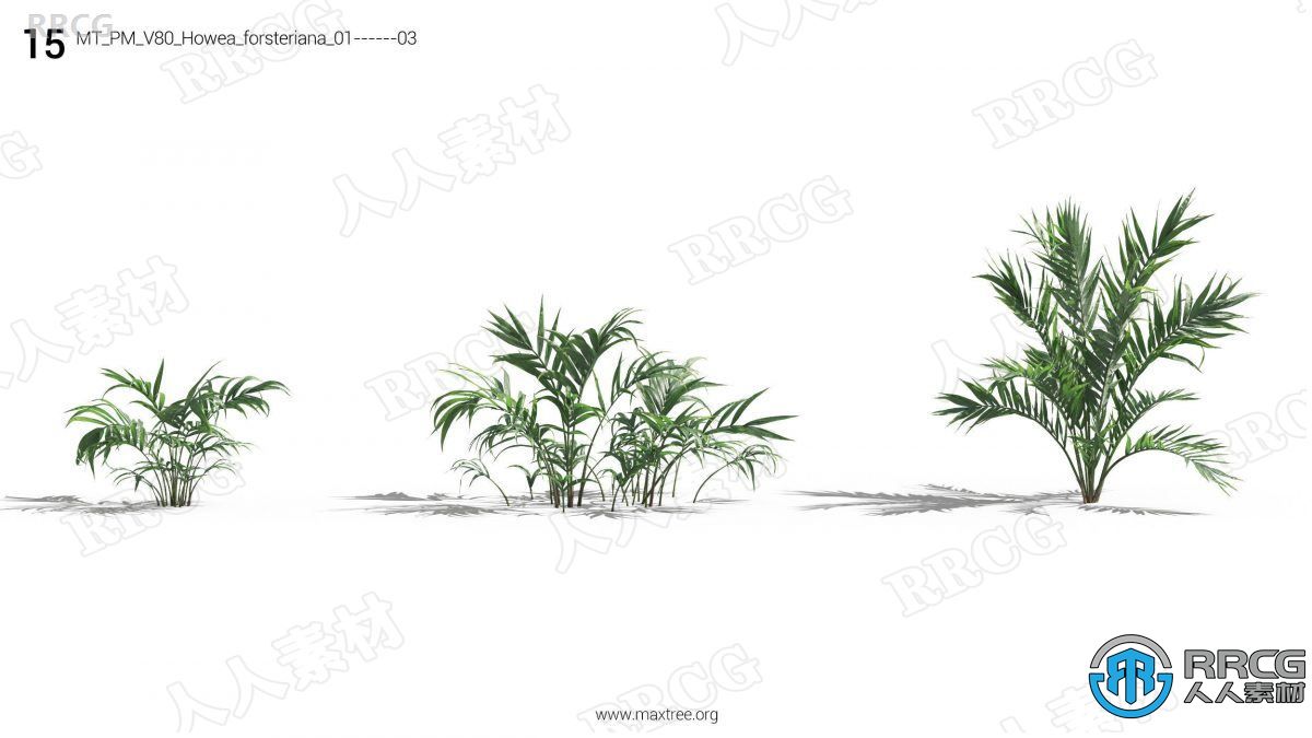 12种高质量各类树木植物3D模型合集