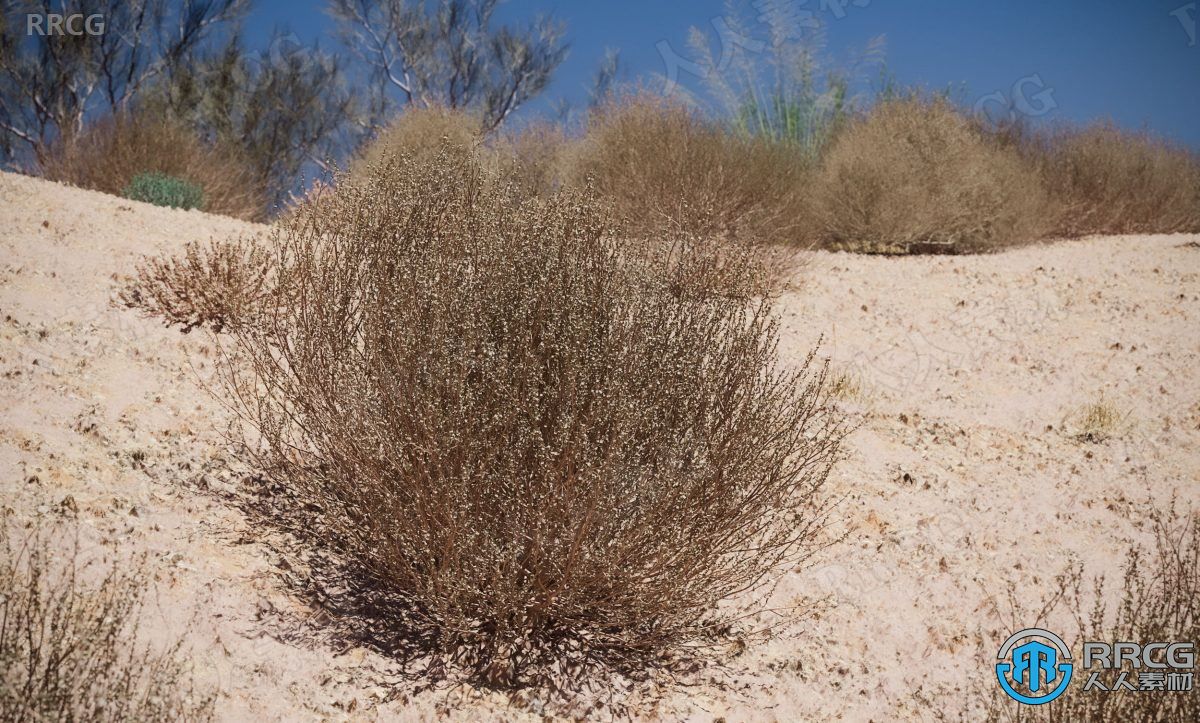 12种高质量鼠尾草卤虫草等草木植物3D模型合集