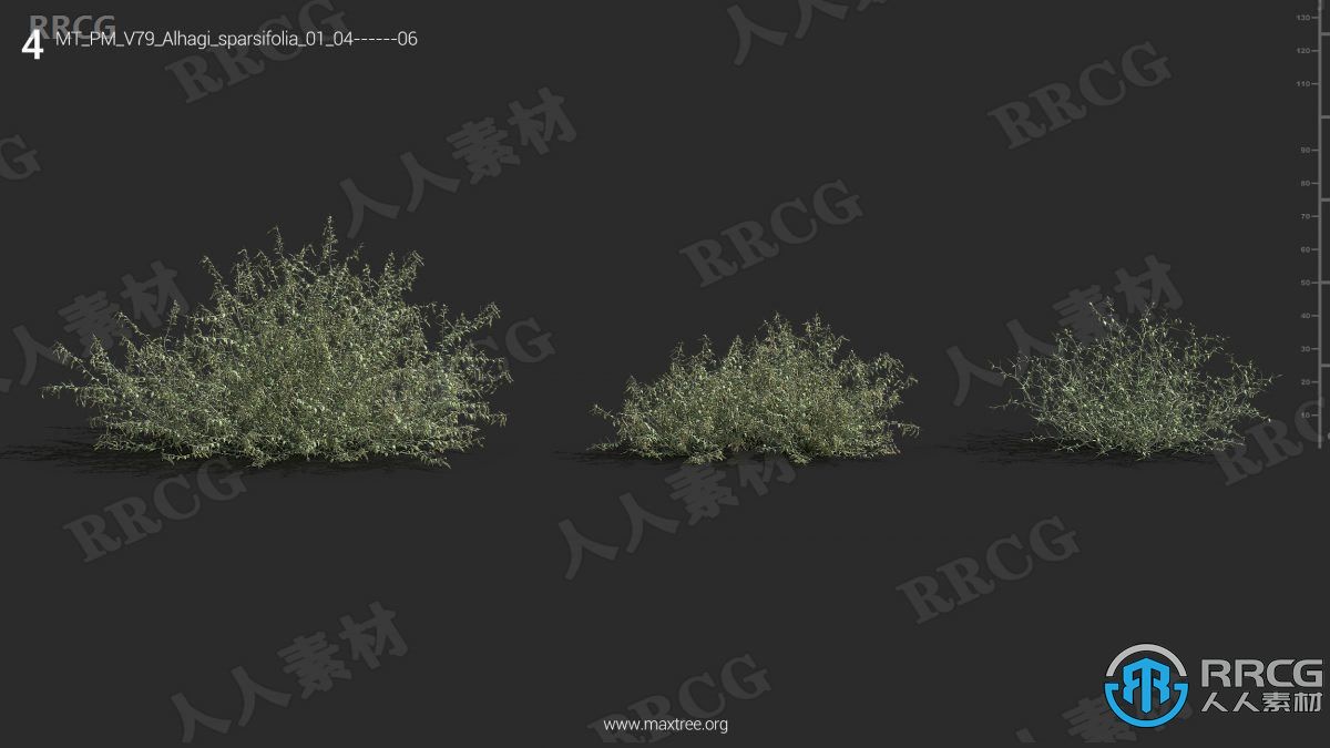 12种高质量鼠尾草卤虫草等草木植物3D模型合集