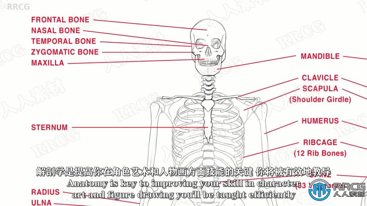 【中文字幕】游戏动画漫画绘画角色骨骼肌肉系统解剖学视频教程