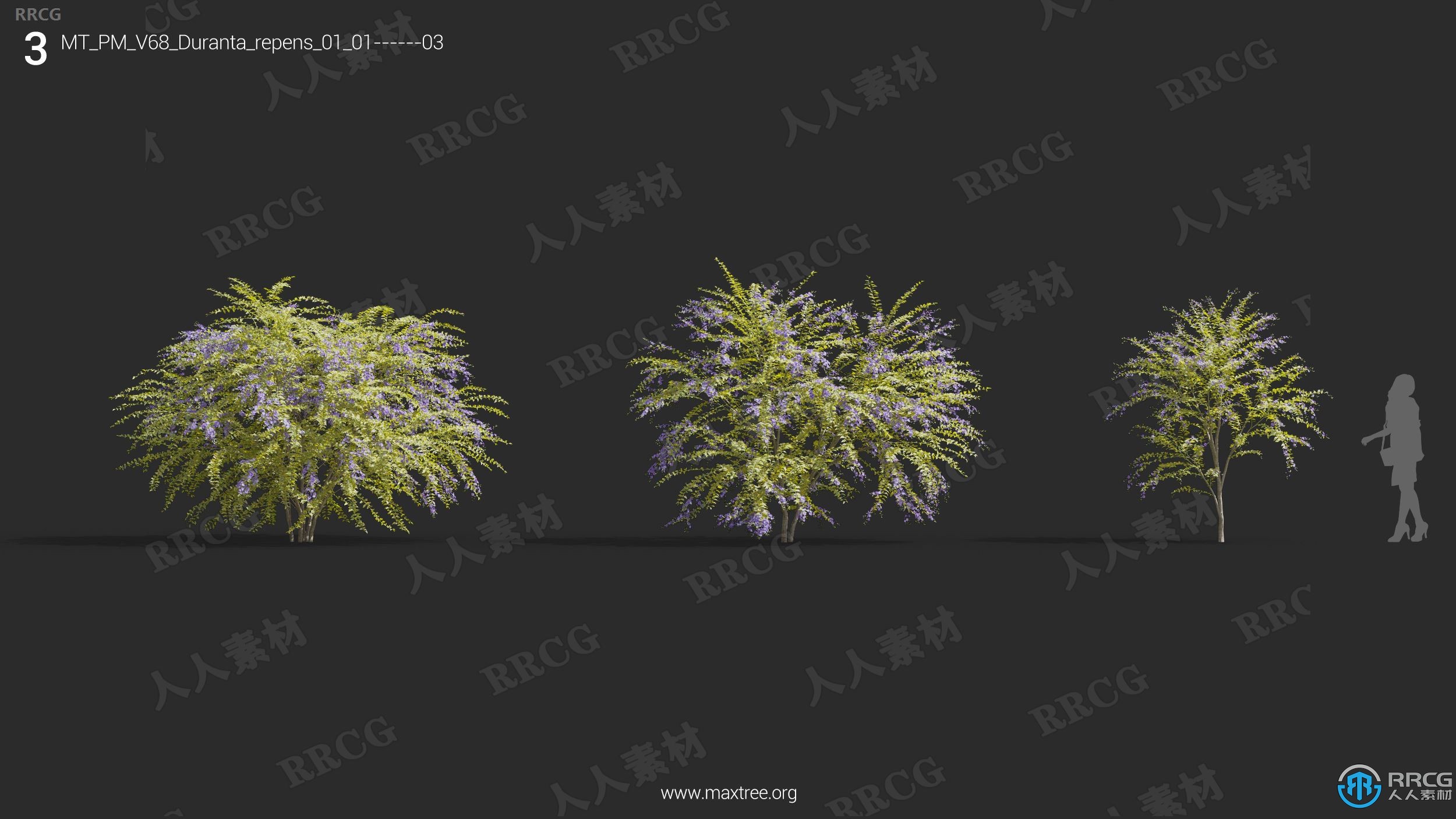 高质量杜兰花茉莉花曼陀罗半枝莲等草木植物3D模型合集