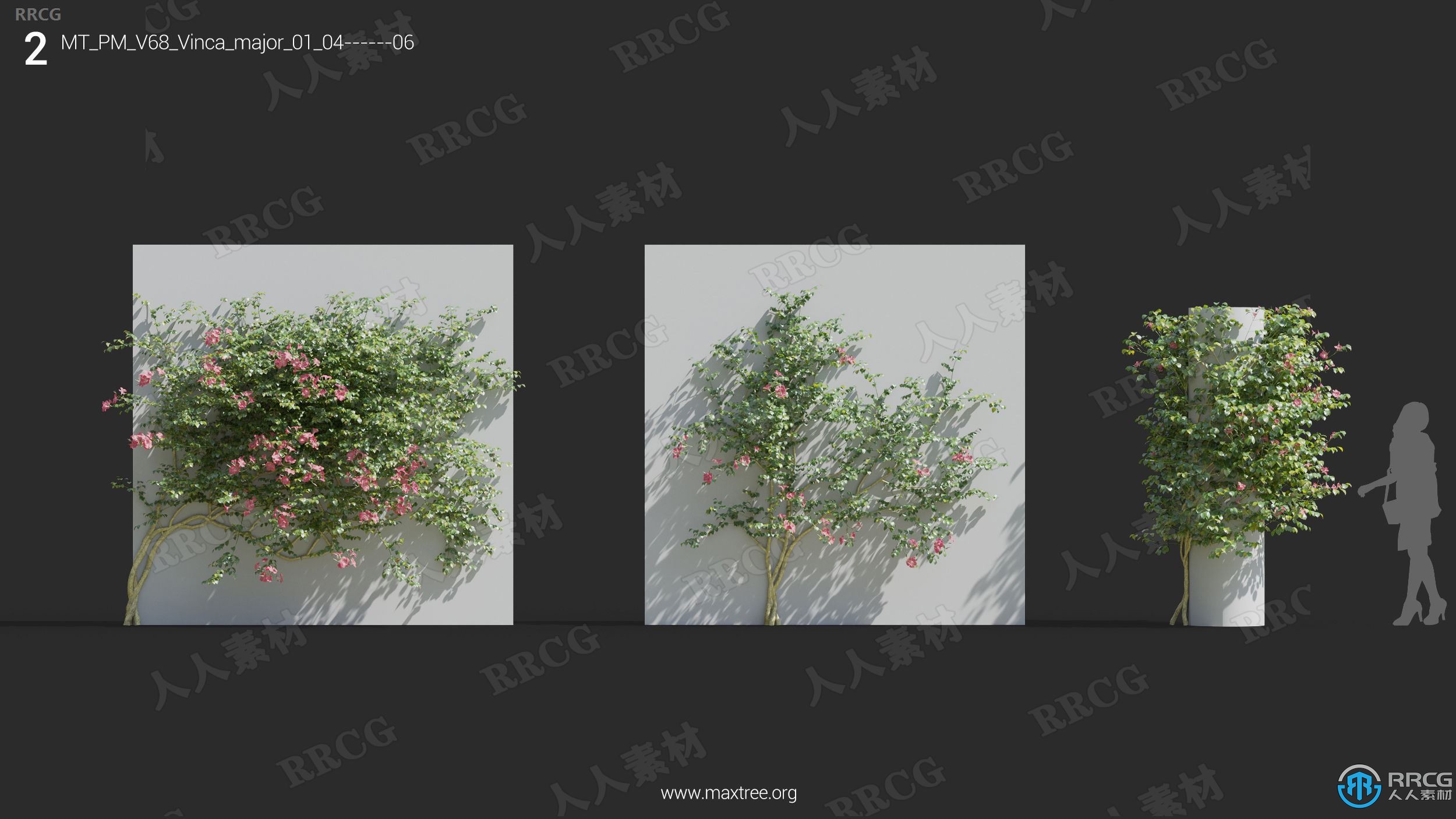 高质量杜兰花茉莉花曼陀罗半枝莲等草木植物3D模型合集