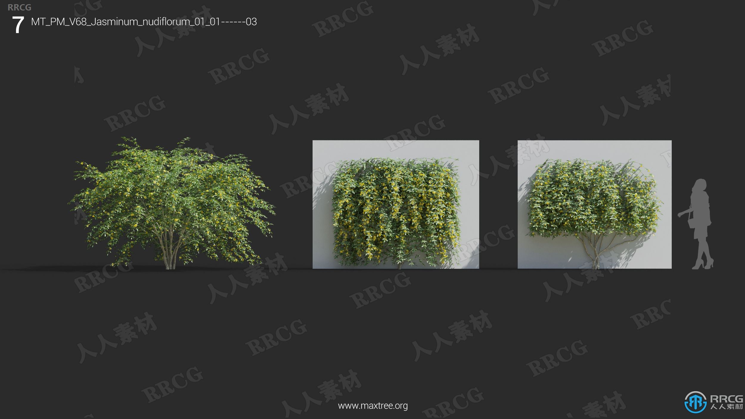 高质量杜兰花茉莉花曼陀罗半枝莲等草木植物3D模型合集