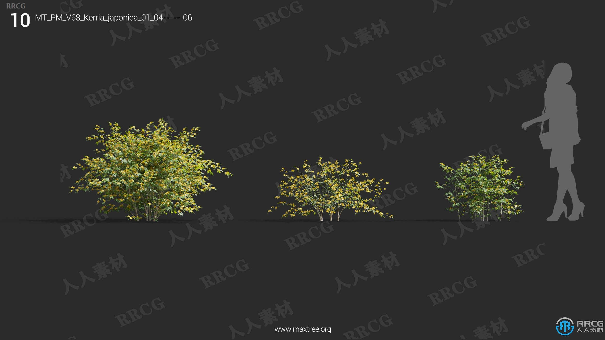 高质量杜兰花茉莉花曼陀罗半枝莲等草木植物3D模型合集