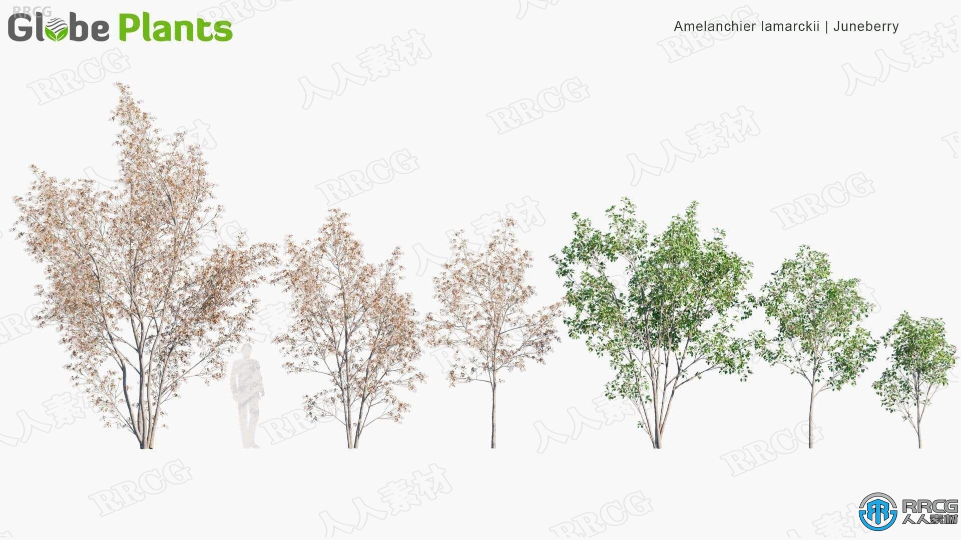 15种鹅掌楸桤木等温带地区草树木灌木高质量植物3D模型合集