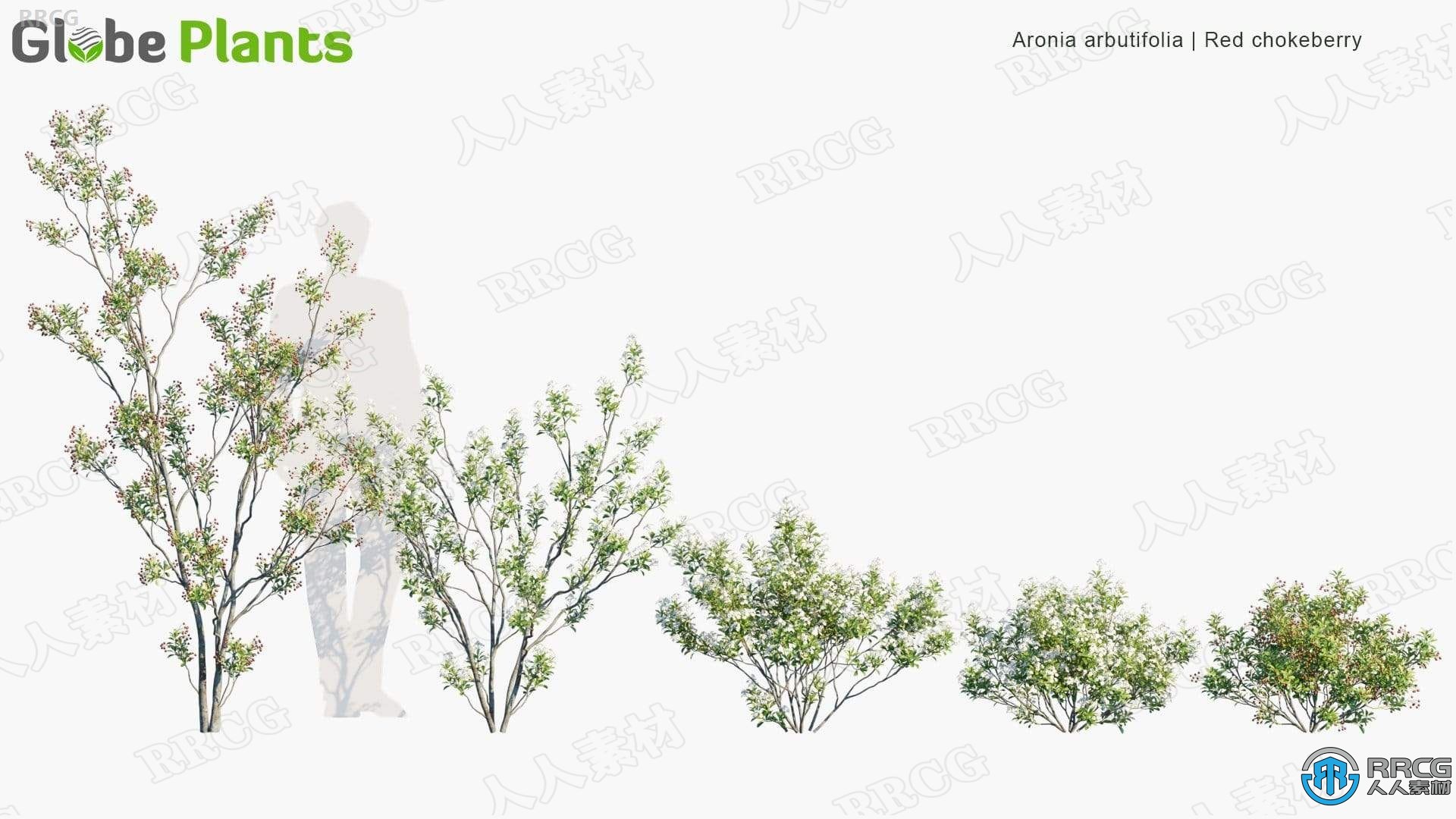 15种鹅掌楸桤木等温带地区草树木灌木高质量植物3D模型合集