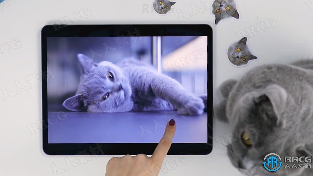 可爱宠物构图照明捕捉移动瞬间拍摄技巧工作流程视频教程