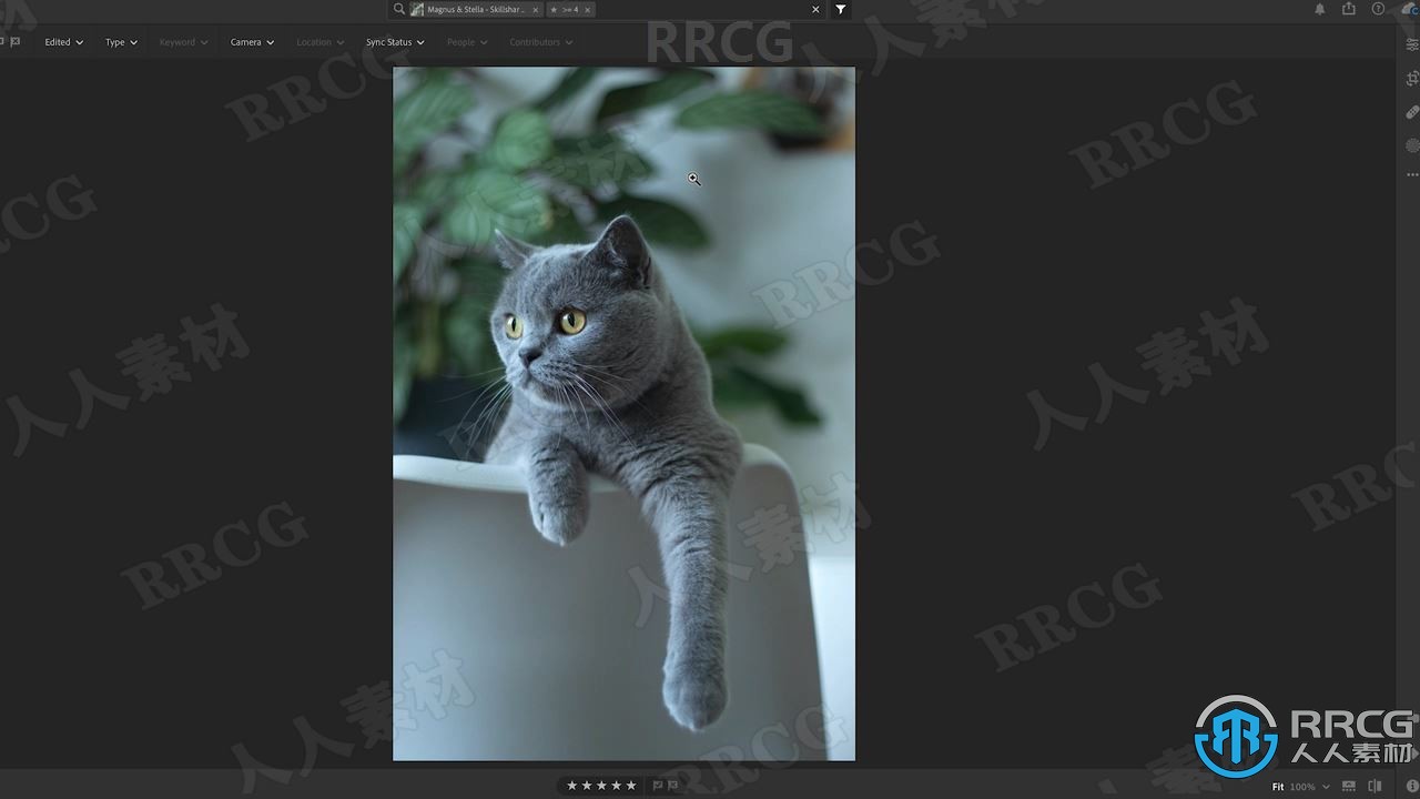 可爱宠物构图照明捕捉移动瞬间拍摄技巧工作流程视频教程