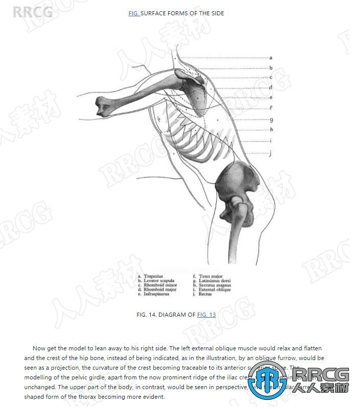 国外人体解剖学艺术详细解析学习书籍