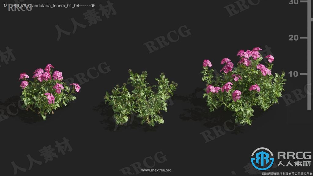 84组高品质栀子花天竺葵斑鸠菊等植物3D模型合集