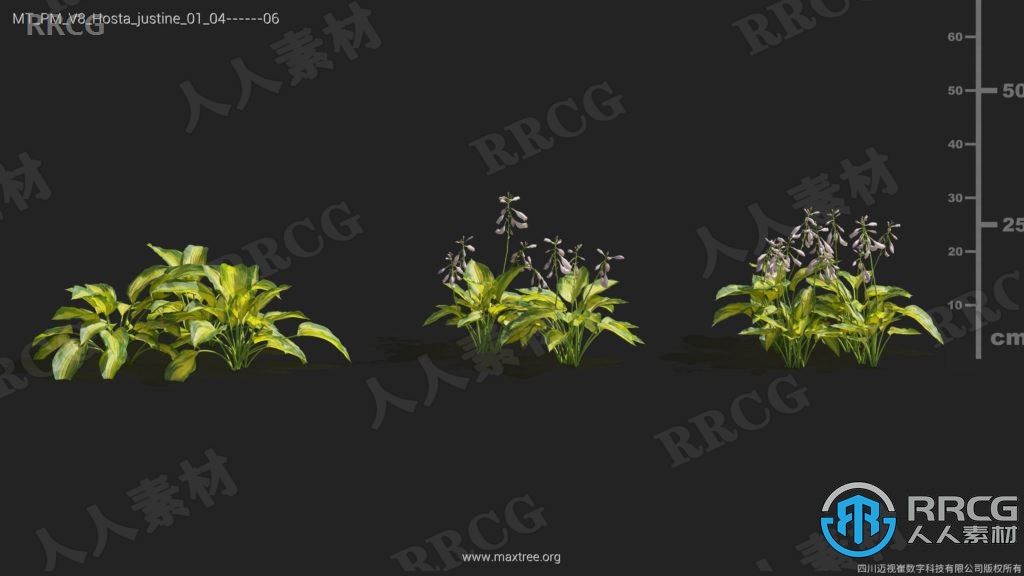 84组高品质栀子花天竺葵斑鸠菊等植物3D模型合集