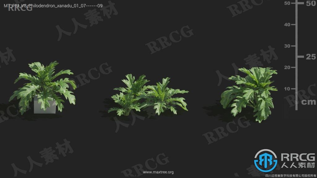 84组高品质栀子花天竺葵斑鸠菊等植物3D模型合集