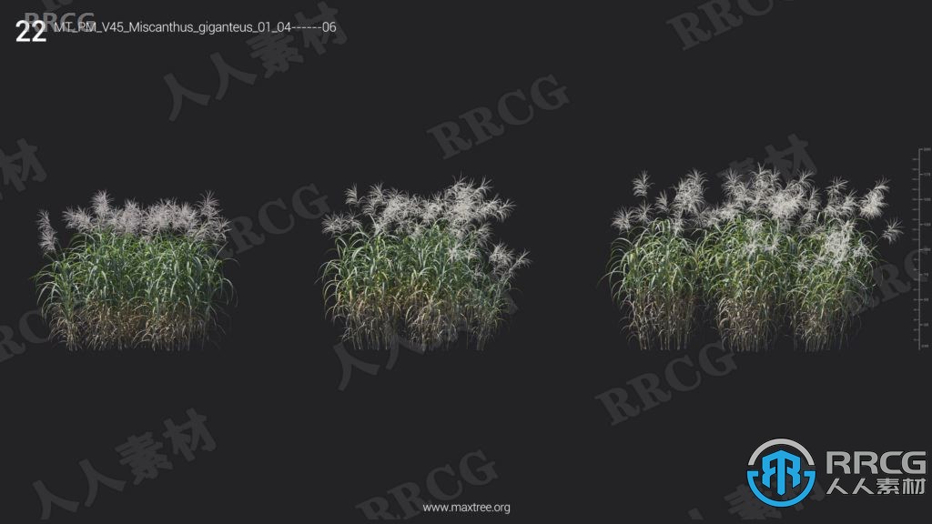 72组高品质薤白菖蒲薹草等植物3D模型合集