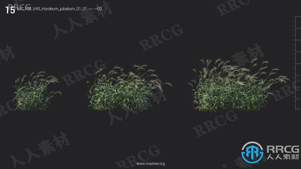 72组高品质薤白菖蒲薹草等植物3D模型合集