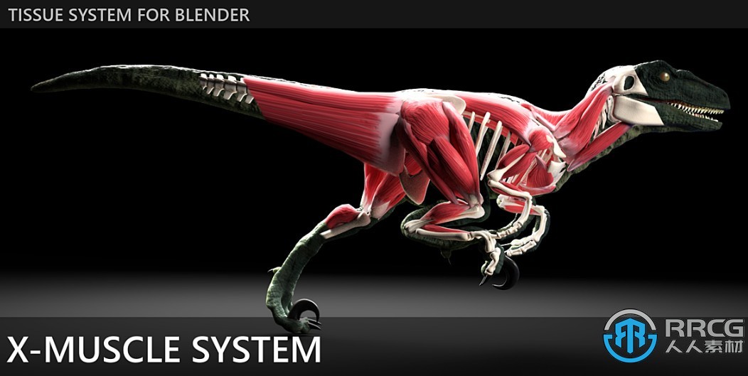 X-Muscle System快速创建肌肉系统Blender插件V3.0 XL版