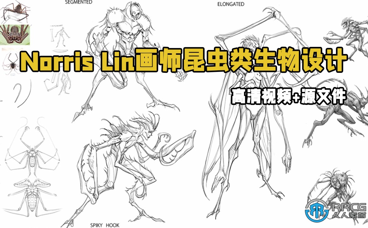 Norris Lin画师昆虫类生物设计数字绘画视频教程