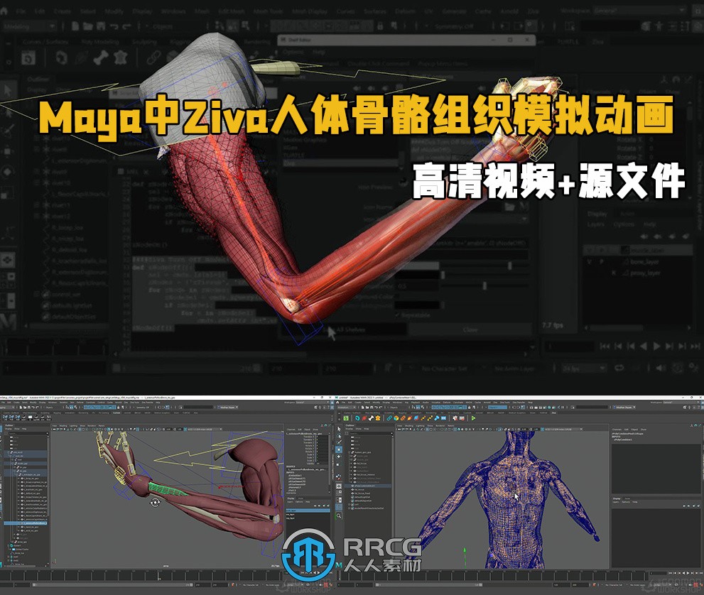 Maya中Ziva VFX人体骨骼组织模拟动画视频教程第一季