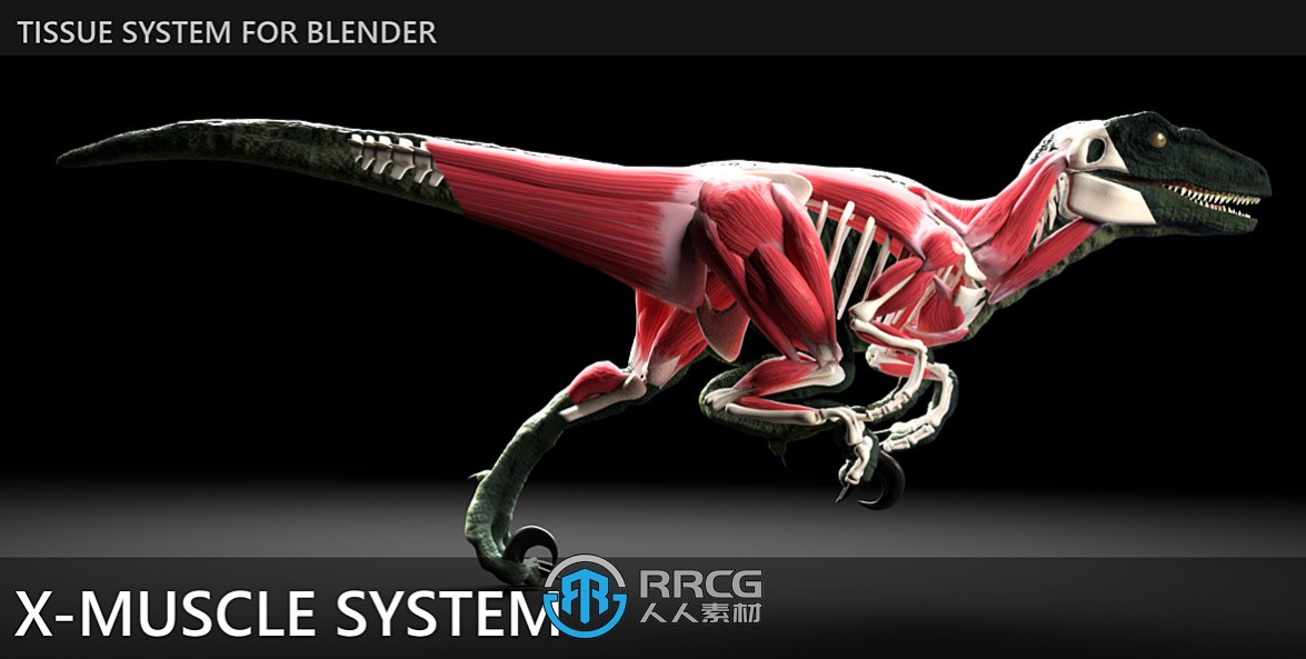 X-Muscle System快速创建肌肉系统Blender插件V4.0版