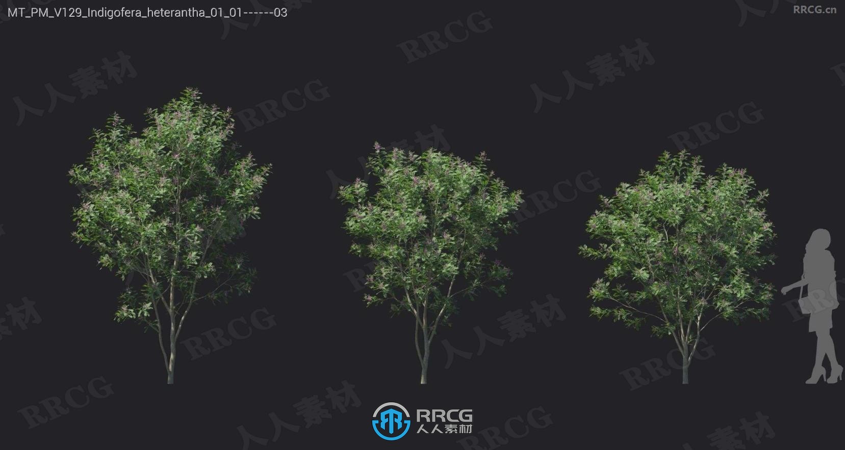 火焰木花榅桲树锦葵芍药杜鹃盐肤木等树木植物3D模型合集