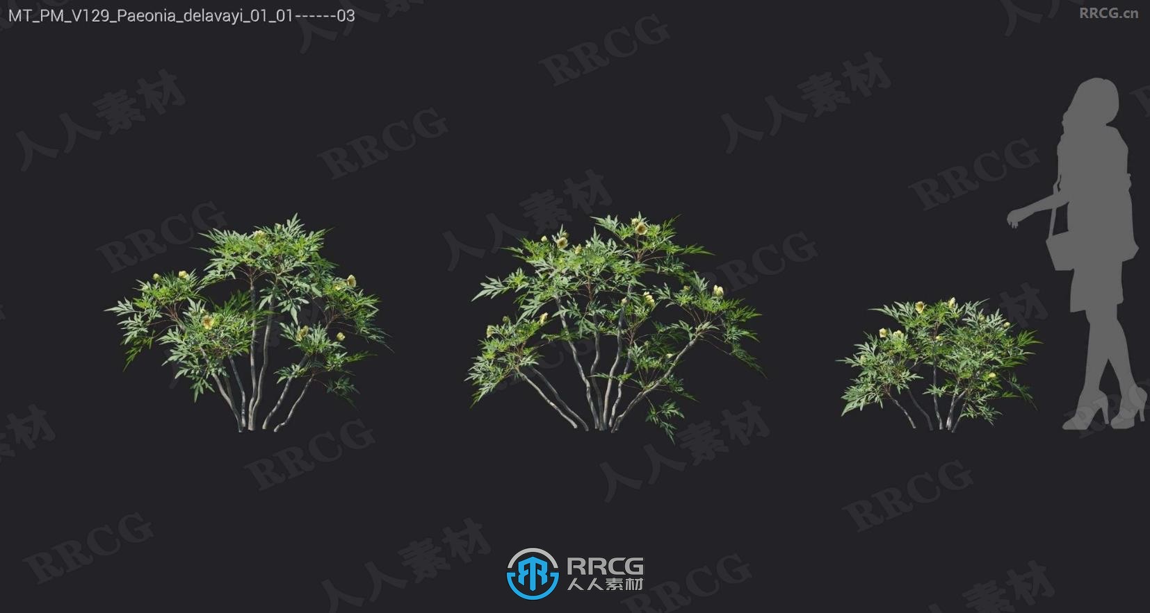 火焰木花榅桲树锦葵芍药杜鹃盐肤木等树木植物3D模型合集