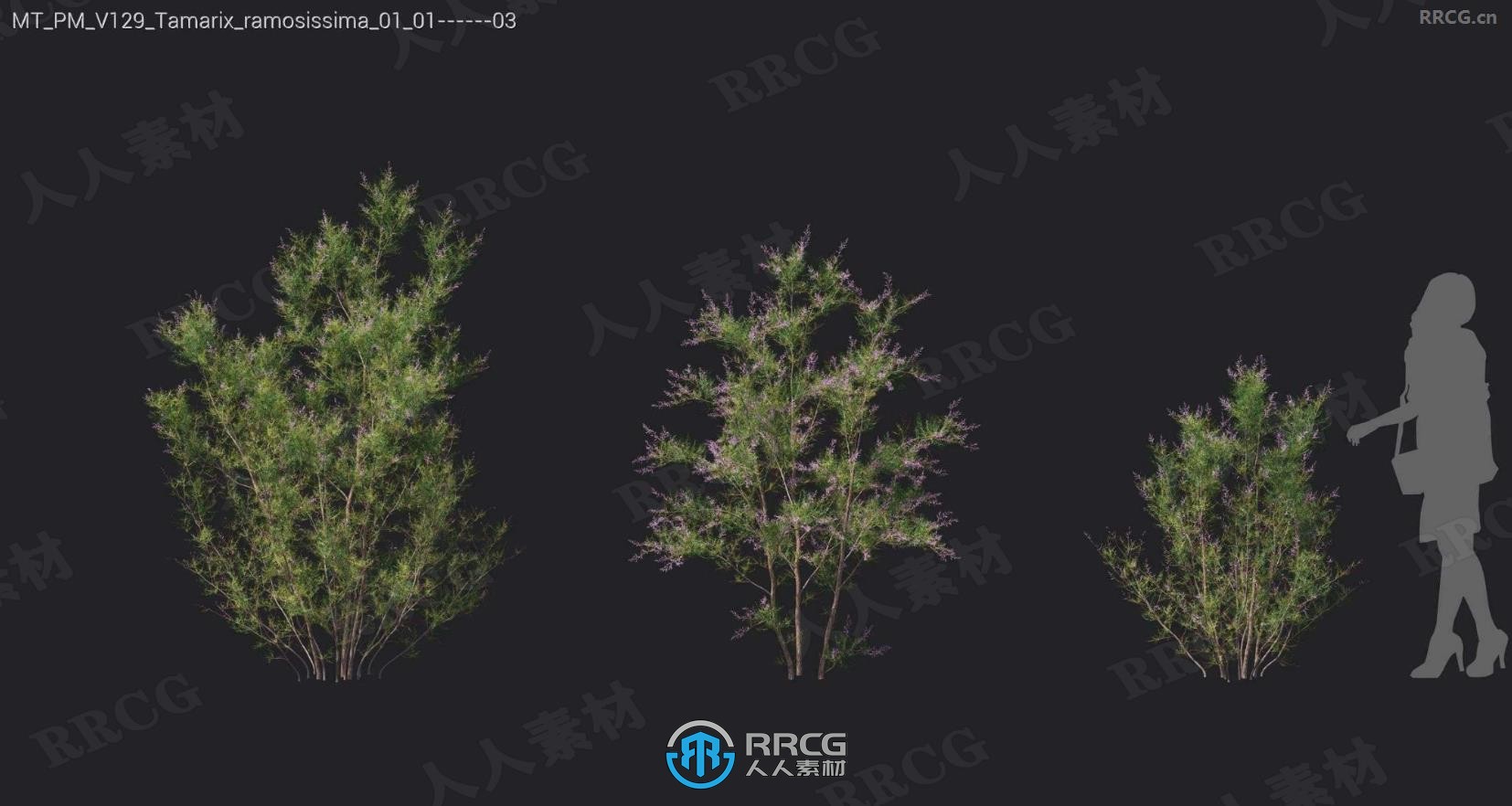 火焰木花榅桲树锦葵芍药杜鹃盐肤木等树木植物3D模型合集