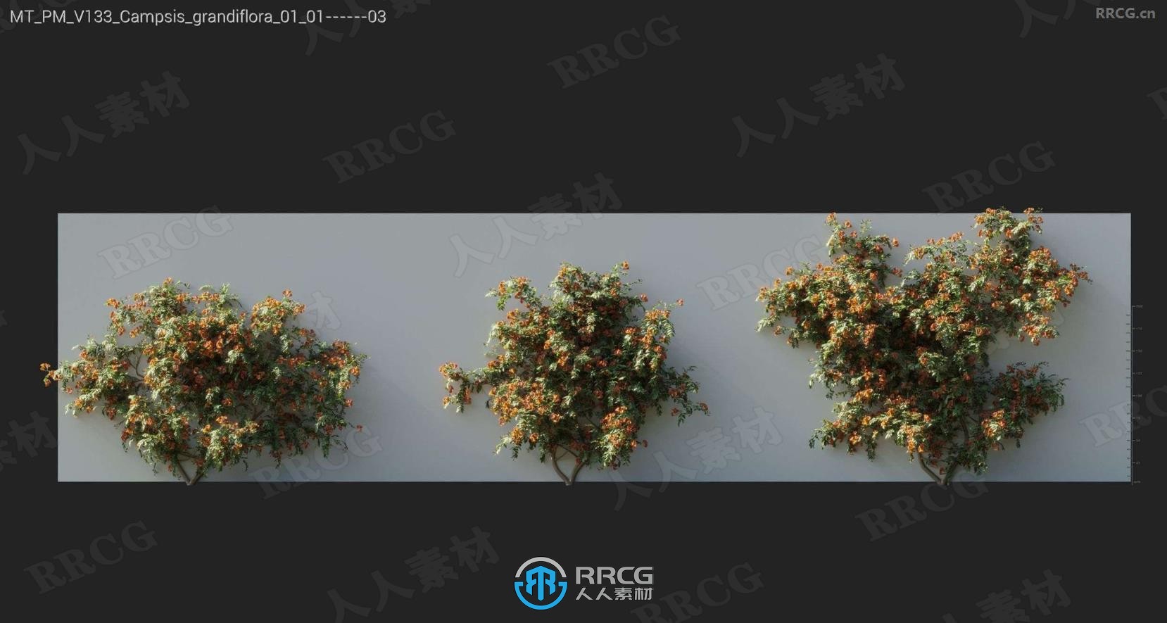 斑马藤心形串花爬山虎石竹香蒲金钱草等树木植物3D模型合集