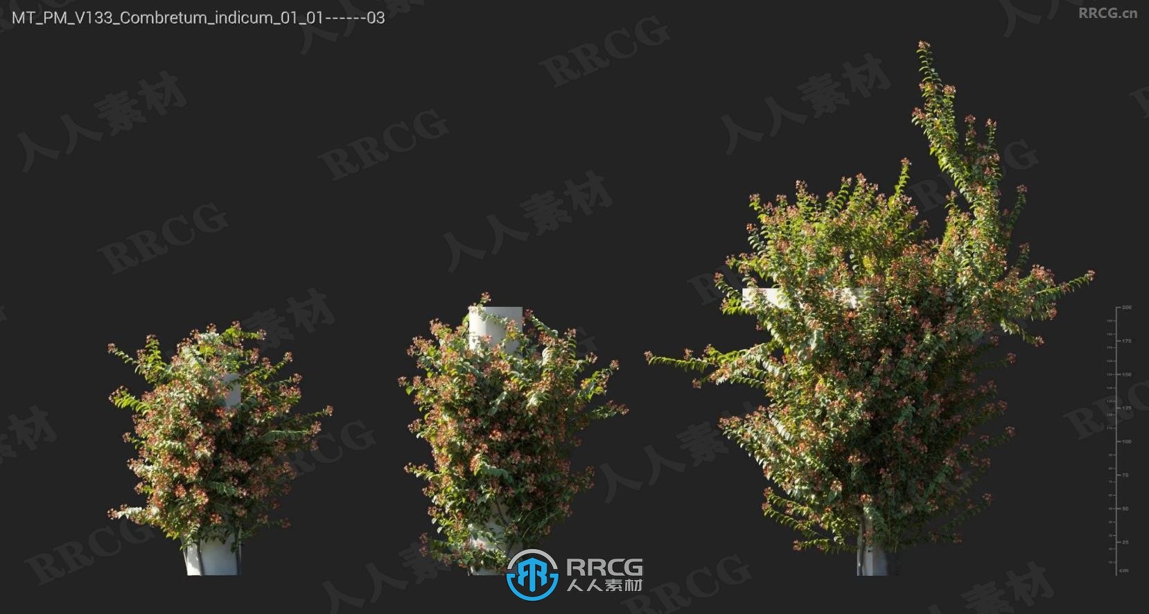 斑马藤心形串花爬山虎石竹香蒲金钱草等树木植物3D模型合集