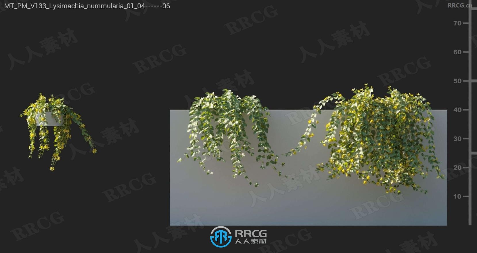 斑马藤心形串花爬山虎石竹香蒲金钱草等树木植物3D模型合集