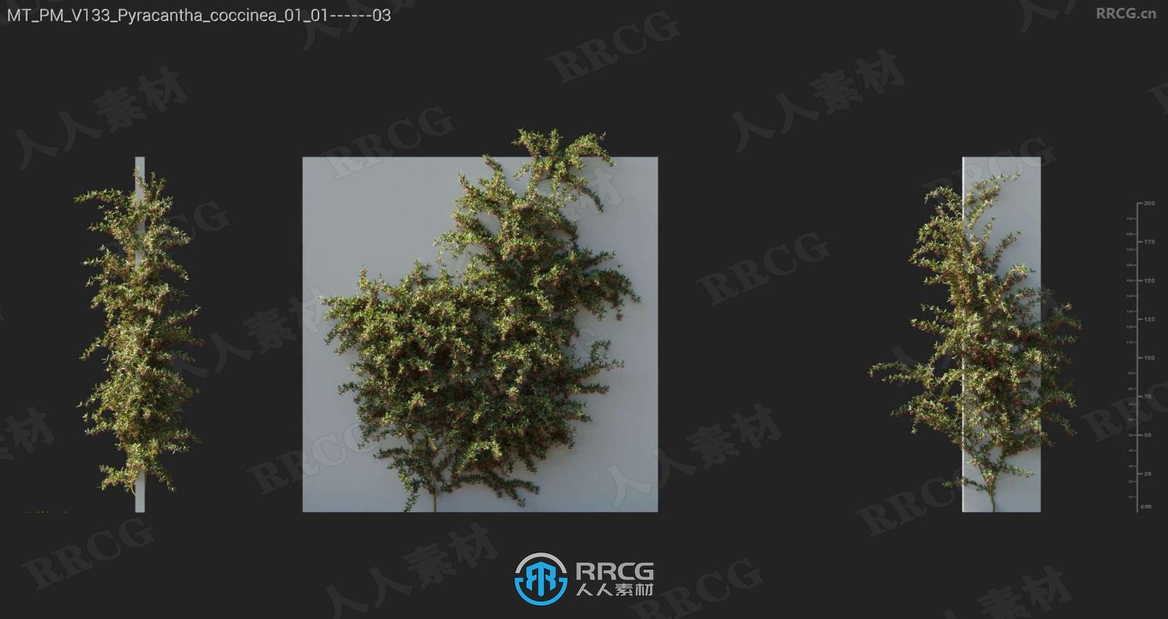 斑马藤心形串花爬山虎石竹香蒲金钱草等树木植物3D模型合集