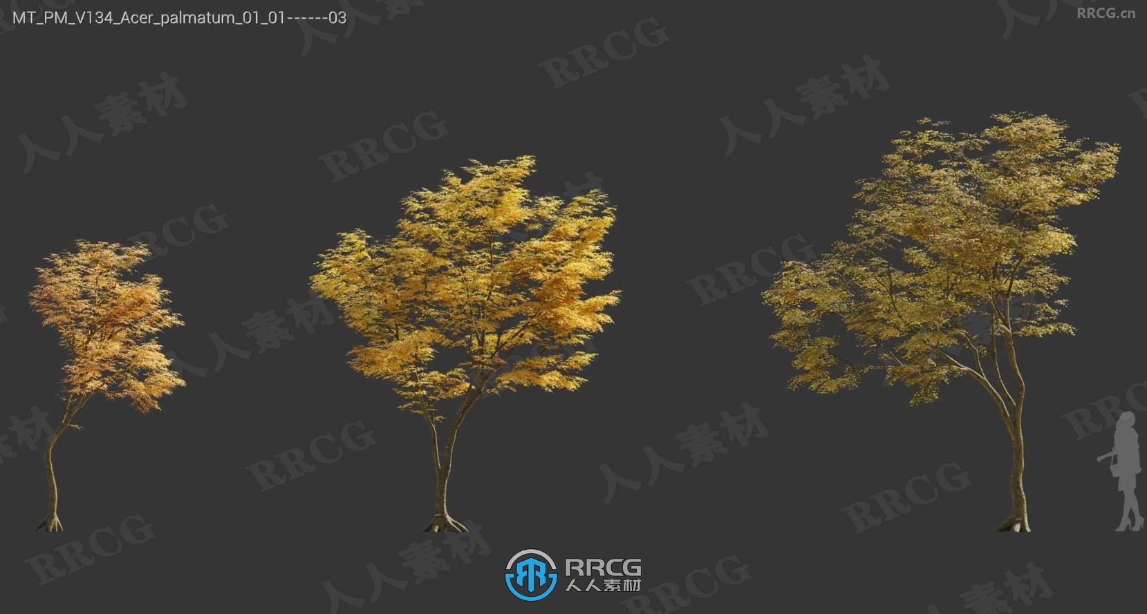 樱桃李中国紫荆胡颓子紫玉兰石榴树等树木植物3D模型合集