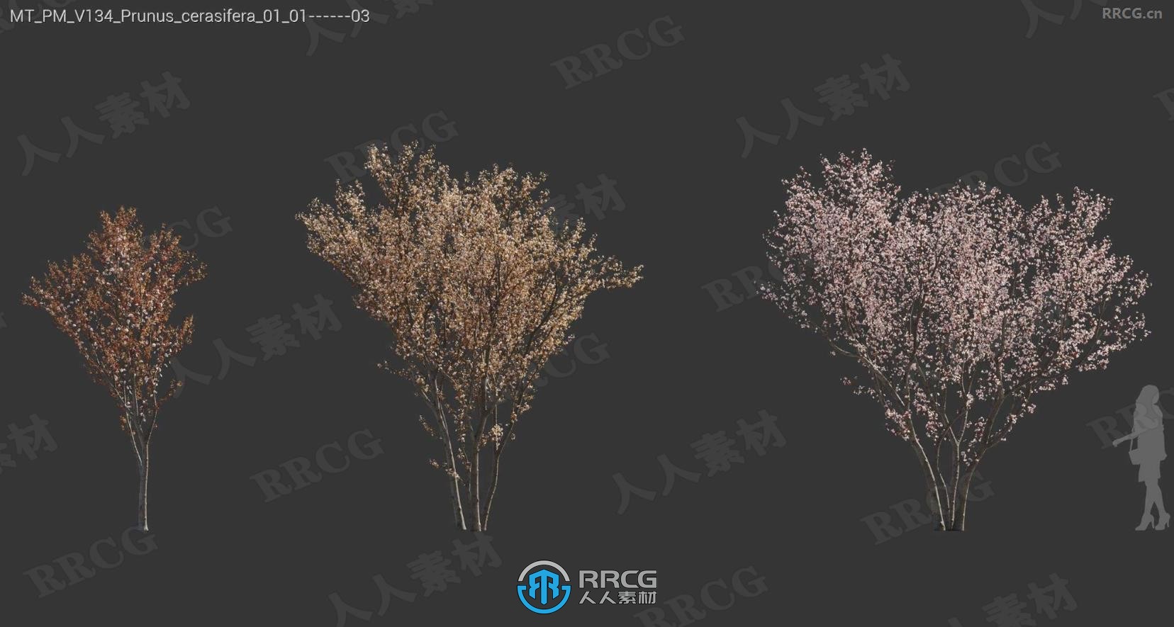 樱桃李中国紫荆胡颓子紫玉兰石榴树等树木植物3D模型合集