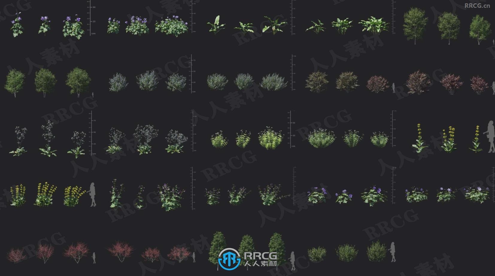 平海冬青紫叶榛子甜木芙蓉香叶天竺葵金缕梅等花草树木植物3D模型合集