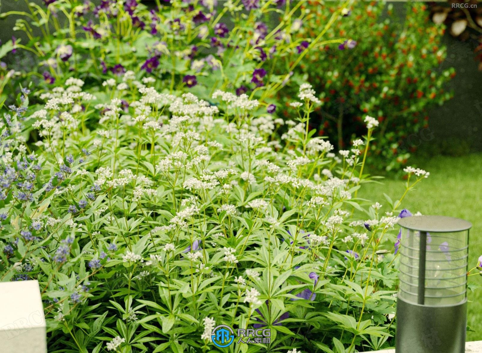 平海冬青紫叶榛子甜木芙蓉香叶天竺葵金缕梅等花草树木植物3D模型合集