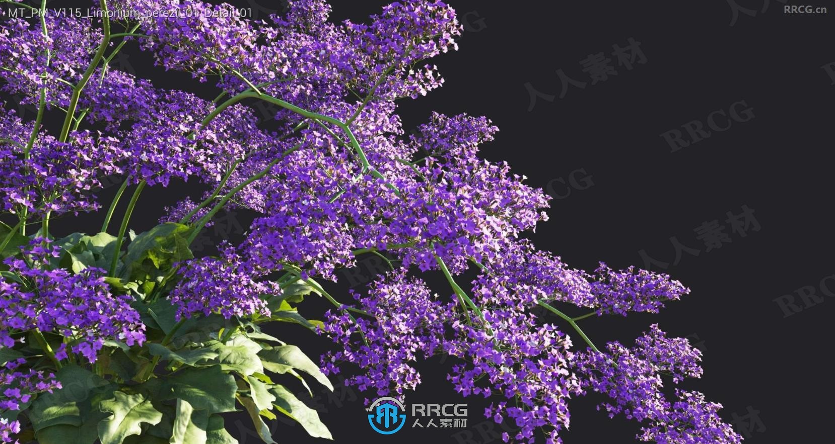 蓝羊茅秘鲁百合针茅阔叶丁香薇甘菊等花草树木植物3D模型合集