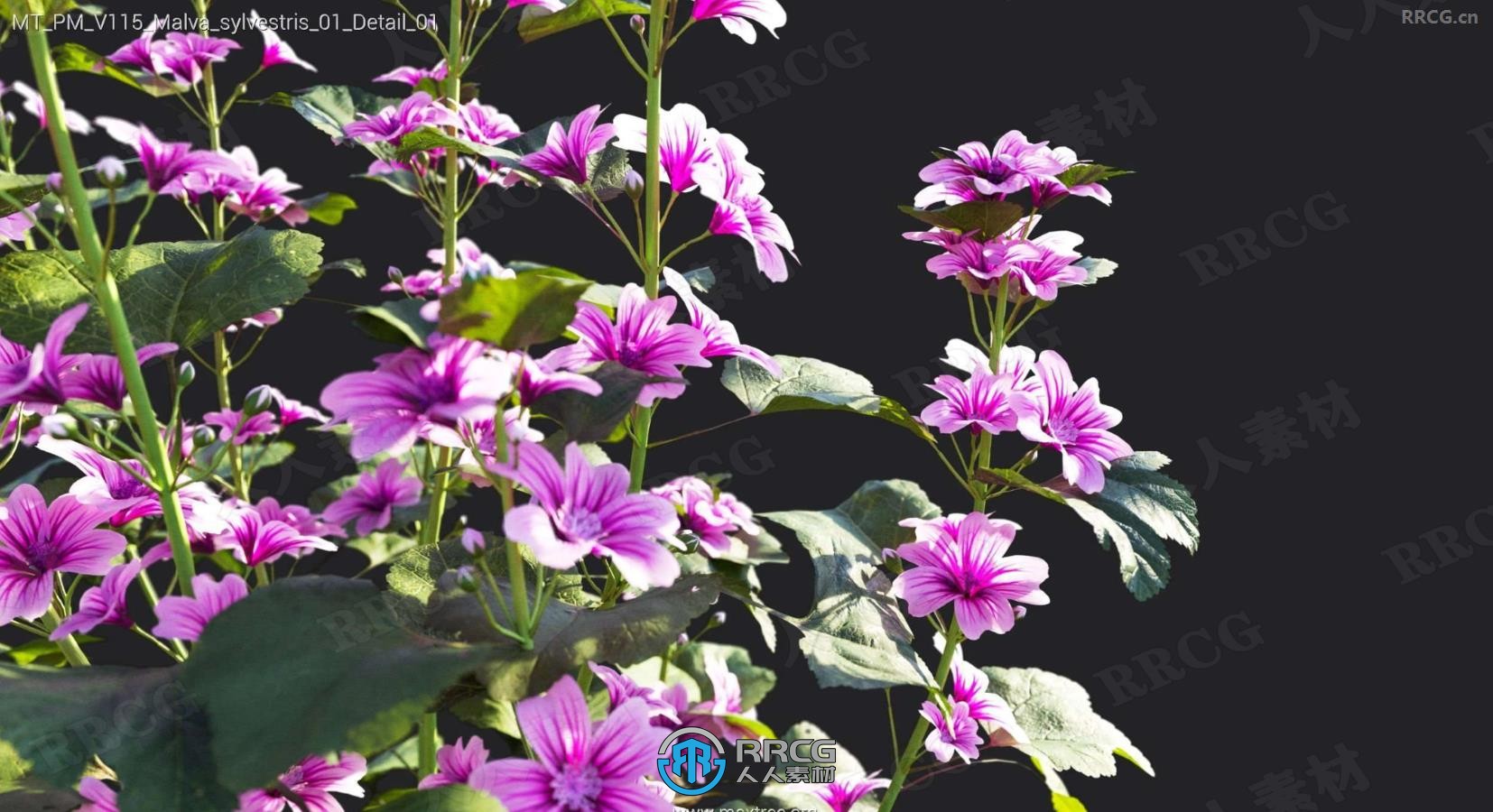 蓝羊茅秘鲁百合针茅阔叶丁香薇甘菊等花草树木植物3D模型合集