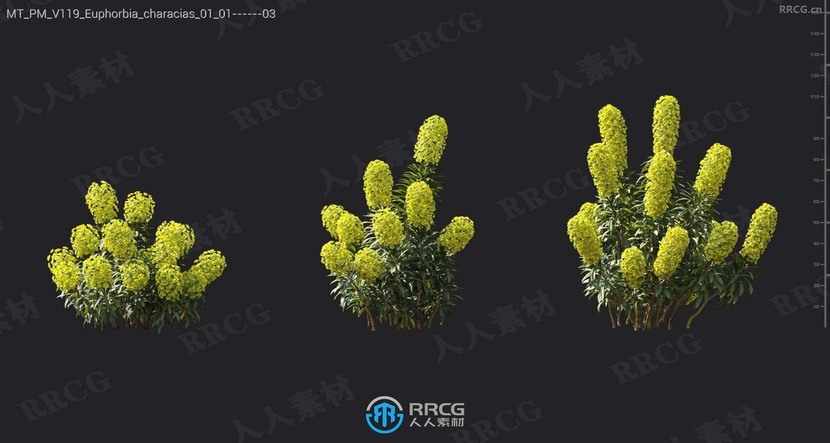 决明子沼泽柚木白冠菊大戟属摇钱树等树木植物3D模型合集