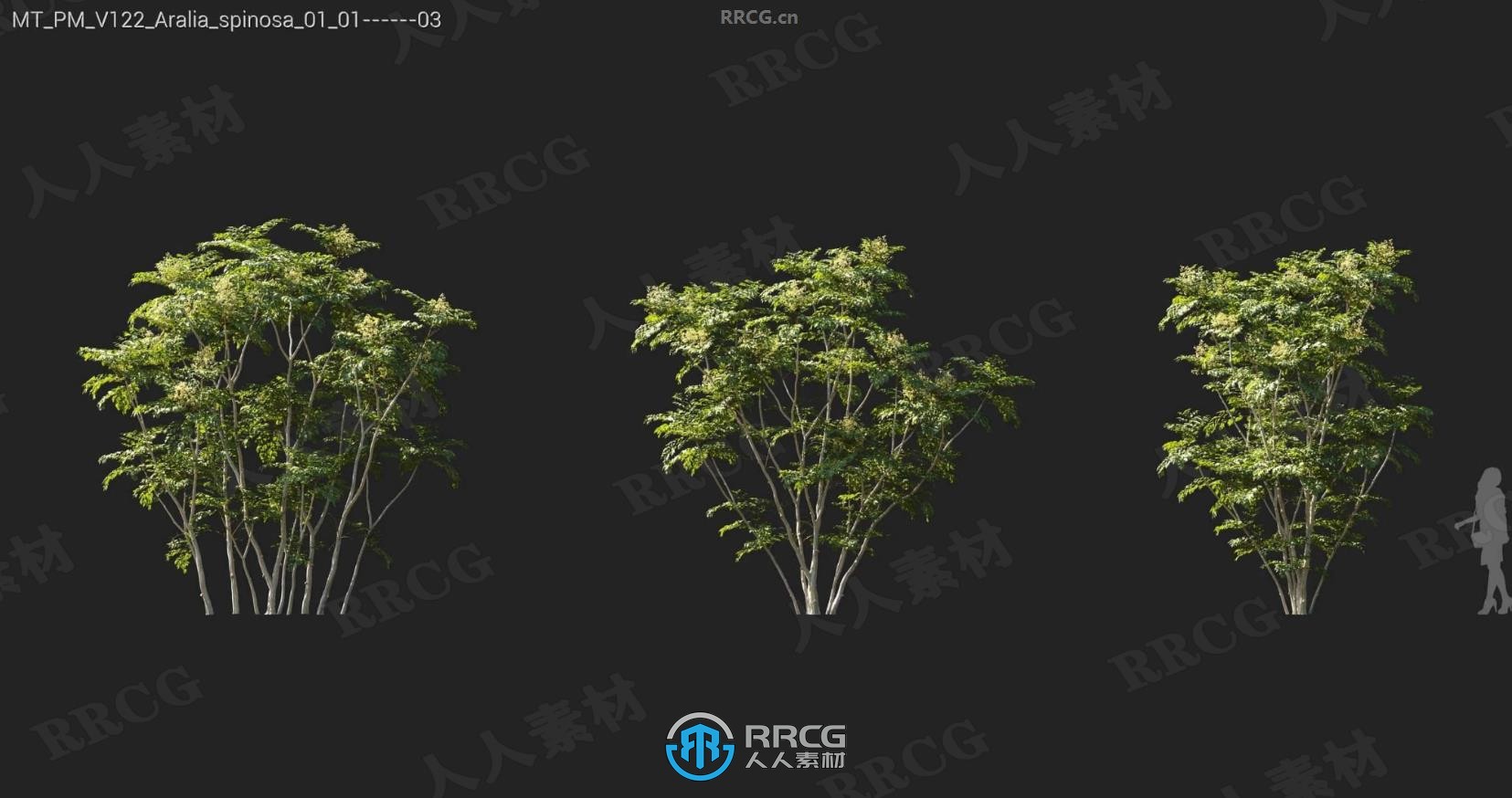 花山茱萸手帕树柿子树酸枝日本桫椤等树木植物3D模型合集